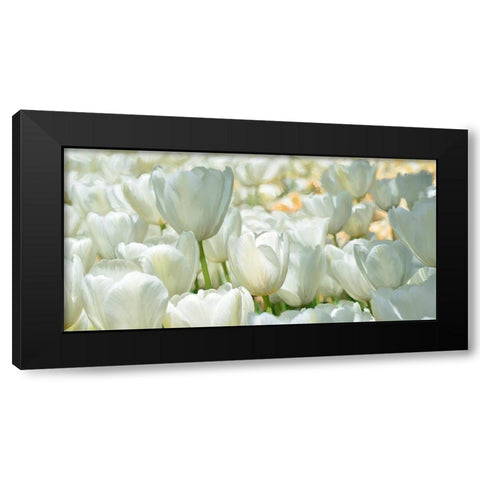 Field of White Tulips Black Modern Wood Framed Art Print with Double Matting by Villa, Luca