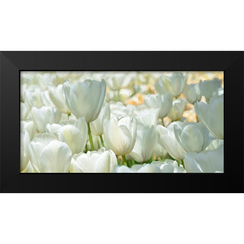 Field of White Tulips Black Modern Wood Framed Art Print by Villa, Luca