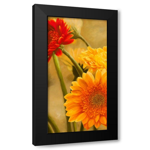 Gerbere nel sole I Black Modern Wood Framed Art Print with Double Matting by Biffi, Serena