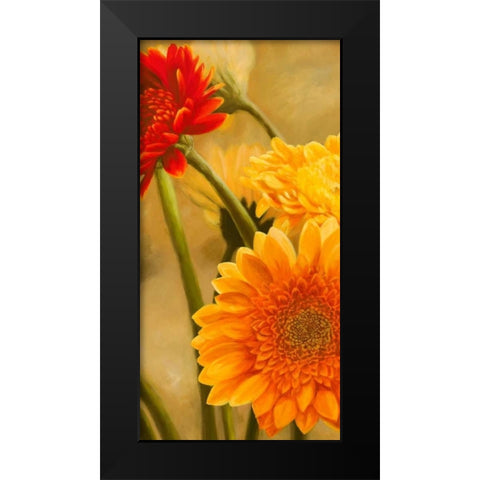 Gerbere nel sole I Black Modern Wood Framed Art Print by Biffi, Serena