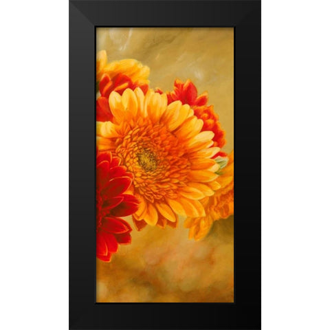 Gerbere nel sole III Black Modern Wood Framed Art Print by Biffi, Serena
