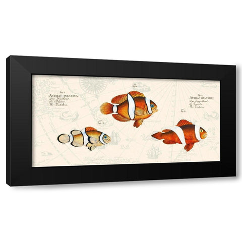 Tropical fish I- After Bloch Black Modern Wood Framed Art Print with Double Matting by Lamanche, Stef