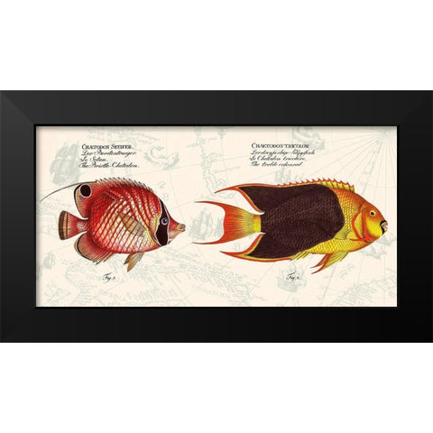 Tropical fish III-  After Bloch Black Modern Wood Framed Art Print by Lamanche, Stef