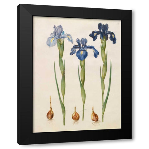 Iris xiphioides Black Modern Wood Framed Art Print by Holtzbecher, Johannes S.