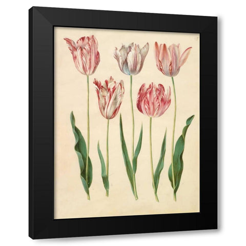 Tulipa gesneriana Black Modern Wood Framed Art Print with Double Matting by Holtzbecher, Johannes S.
