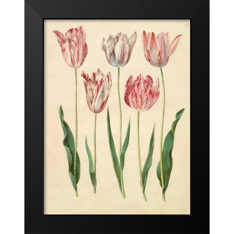 Tulipa gesneriana Black Modern Wood Framed Art Print by Holtzbecher, Johannes S.