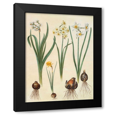 Narcissus Black Modern Wood Framed Art Print by Holtzbecher, Johannes S.
