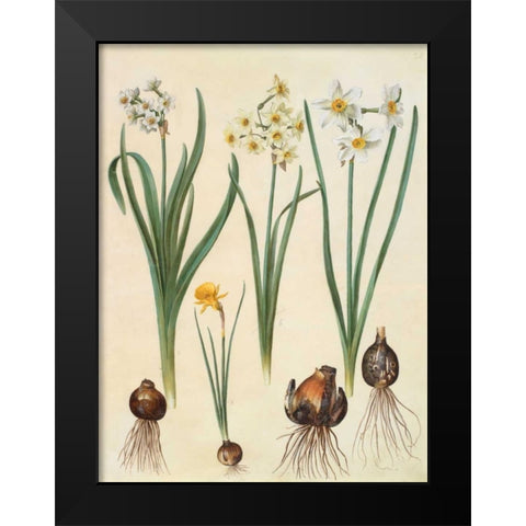 Narcissus Black Modern Wood Framed Art Print by Holtzbecher, Johannes S.