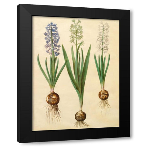 Hyacinthoides orientalis Black Modern Wood Framed Art Print by Holtzbecher, Johannes S.