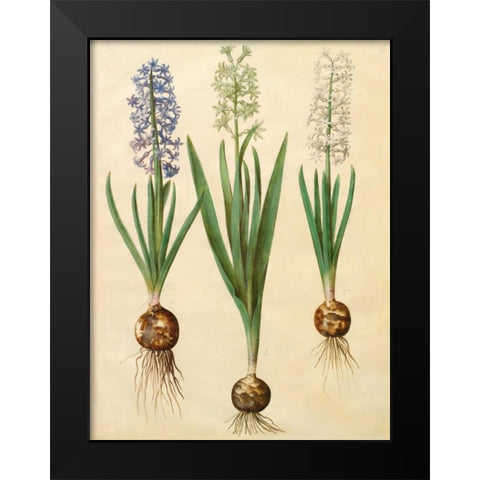 Hyacinthoides orientalis Black Modern Wood Framed Art Print by Holtzbecher, Johannes S.