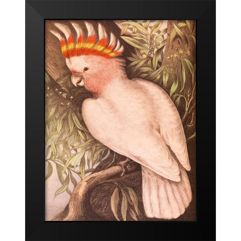 Leadbeaters Cockatoo Black Modern Wood Framed Art Print by James Whitley, Sayer