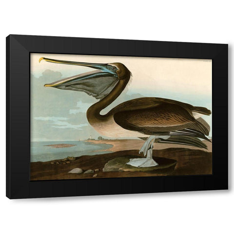 Brown Pelican Black Modern Wood Framed Art Print with Double Matting by John James, Audubon