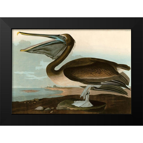 Brown Pelican Black Modern Wood Framed Art Print by John James, Audubon