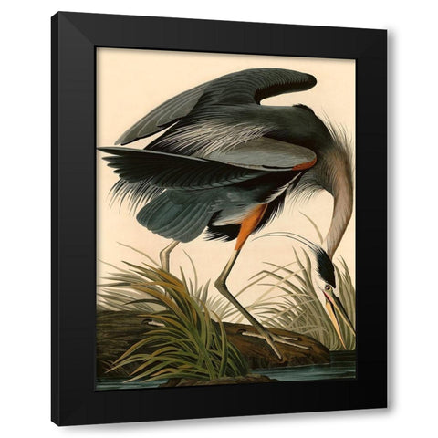 Great Blue Heron Black Modern Wood Framed Art Print by John James, Audubon