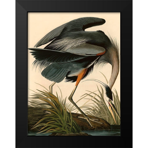 Great Blue Heron Black Modern Wood Framed Art Print by John James, Audubon