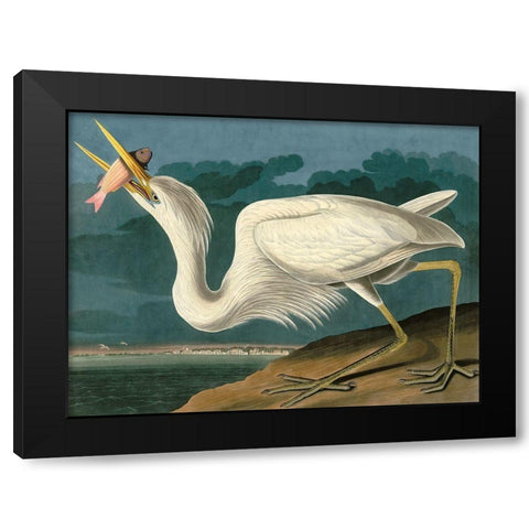 Great White Heron Black Modern Wood Framed Art Print by John James, Audubon