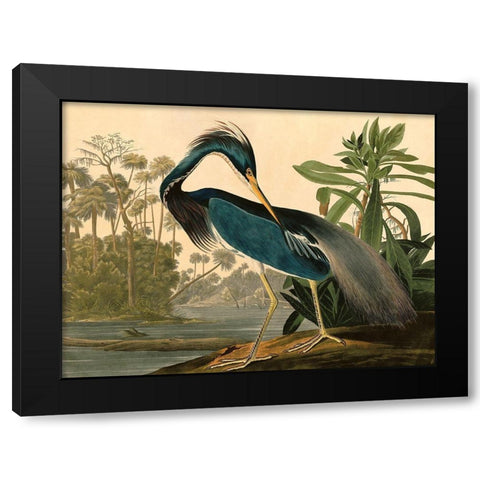 Louisiana Heron Black Modern Wood Framed Art Print by John James, Audubon