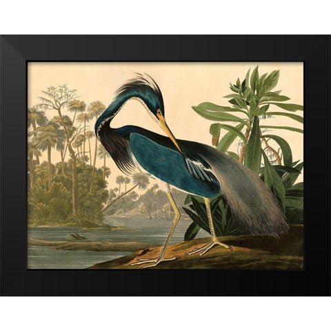 Louisiana Heron Black Modern Wood Framed Art Print by John James, Audubon