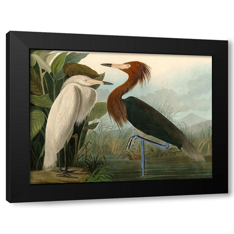 Purple Heron Black Modern Wood Framed Art Print with Double Matting by John James, Audubon