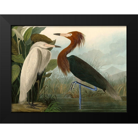 Purple Heron Black Modern Wood Framed Art Print by John James, Audubon