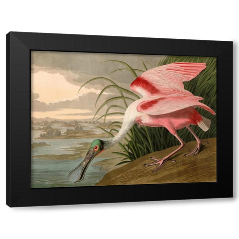 Roseate Spoonbill Black Modern Wood Framed Art Print by John James, Audubon