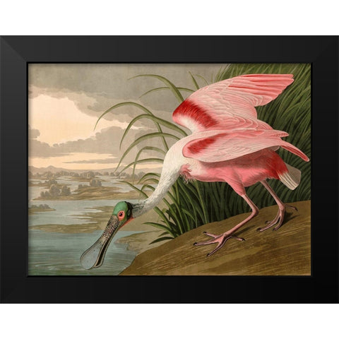 Roseate Spoonbill Black Modern Wood Framed Art Print by John James, Audubon