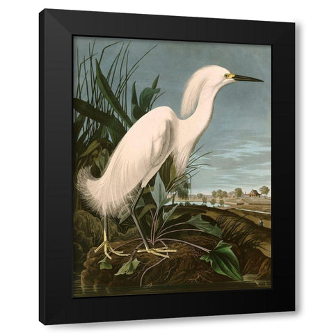 Snowy Heron or White Egret Black Modern Wood Framed Art Print with Double Matting by John James, Audubon