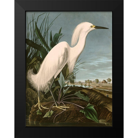Snowy Heron or White Egret Black Modern Wood Framed Art Print by John James, Audubon