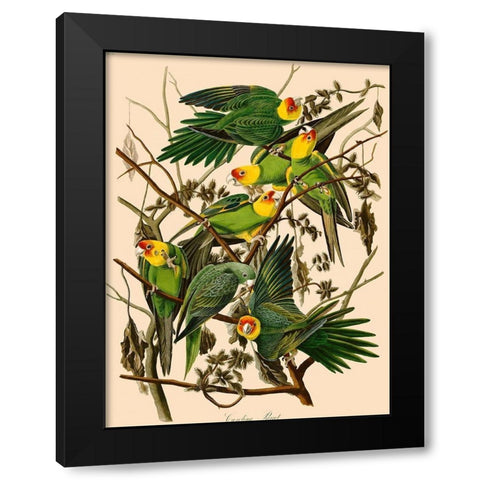 Carolina Parrot Black Modern Wood Framed Art Print with Double Matting by John James, Audubon