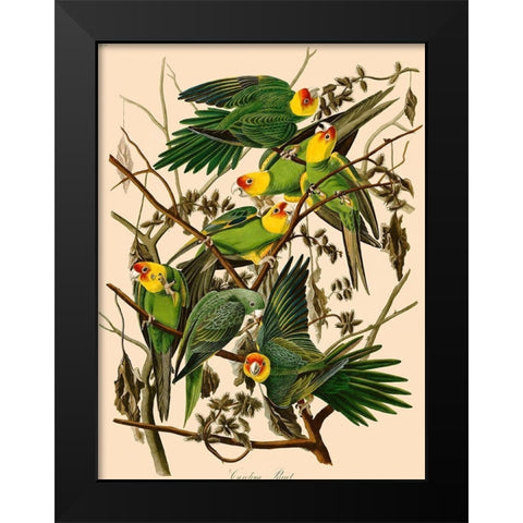 Carolina Parrot Black Modern Wood Framed Art Print by John James, Audubon
