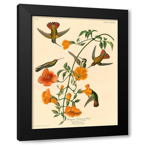 Mangrove Humming Bird Black Modern Wood Framed Art Print by John James, Audubon