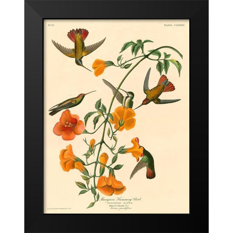 Mangrove Humming Bird Black Modern Wood Framed Art Print by John James, Audubon