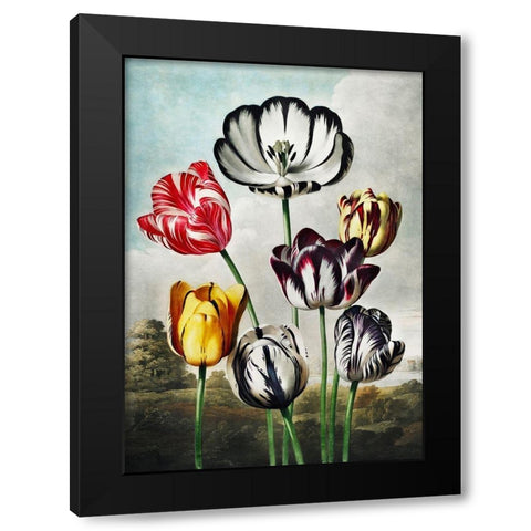 Tulips from The Temple of Flora Black Modern Wood Framed Art Print with Double Matting by Thornton, Robert John