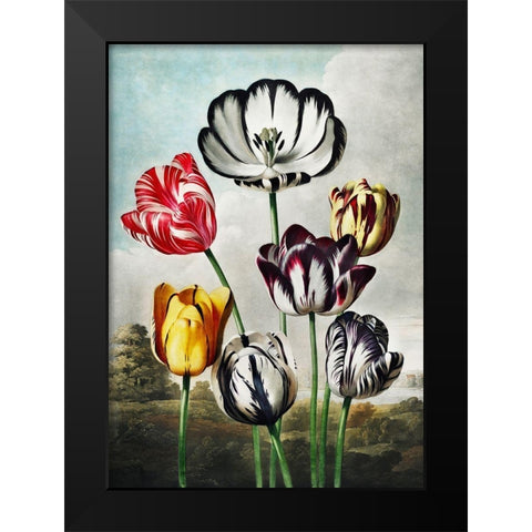 Tulips from The Temple of Flora Black Modern Wood Framed Art Print by Thornton, Robert John