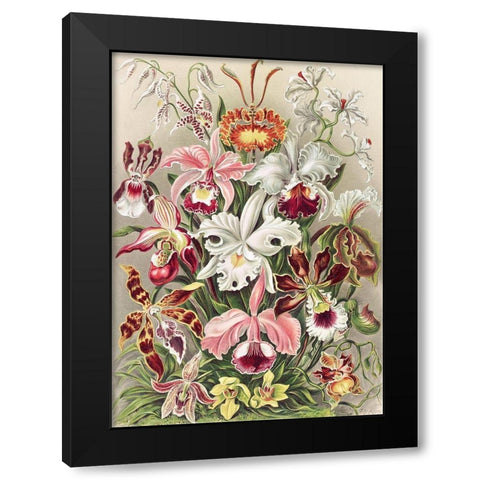 Orchidaeacae Black Modern Wood Framed Art Print by Haeckel, Ernst
