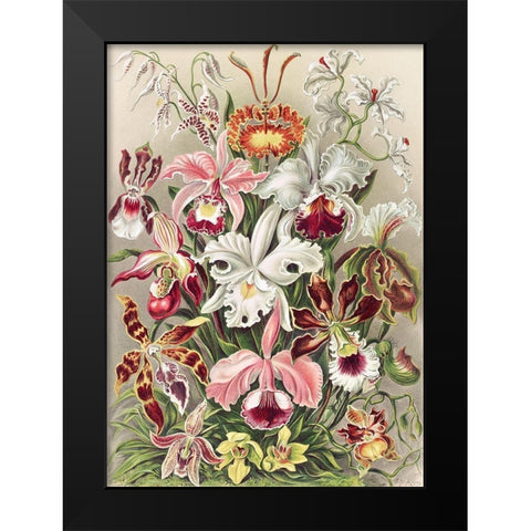 Orchidaeacae Black Modern Wood Framed Art Print by Haeckel, Ernst