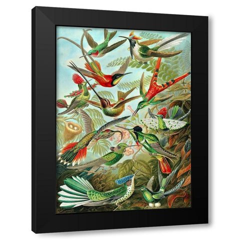 Trochilidae Black Modern Wood Framed Art Print by Haeckel, Ernst