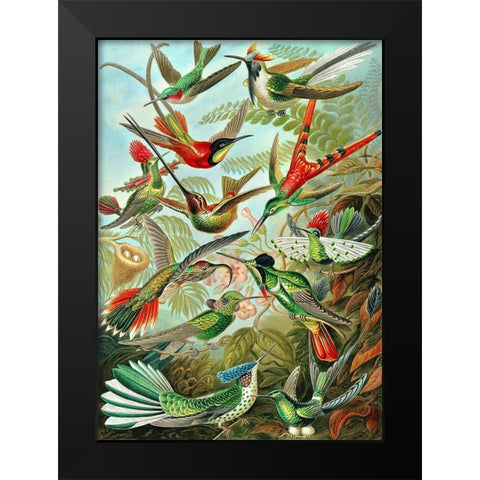 Trochilidae Black Modern Wood Framed Art Print by Haeckel, Ernst