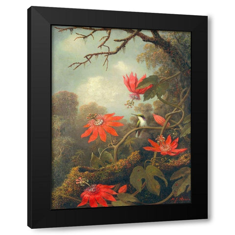Hummingbird and Passionflowers Black Modern Wood Framed Art Print with Double Matting by Heade, Martin Johnson
