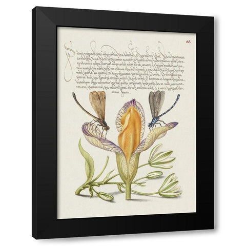 From the Model Book of Calligraphy-VI Black Modern Wood Framed Art Print with Double Matting by Hoefnagel, Bocskay