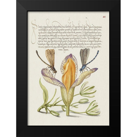 From the Model Book of Calligraphy-VI Black Modern Wood Framed Art Print by Hoefnagel, Bocskay