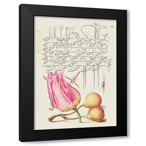 From the Model Book of Calligraphy-VII Black Modern Wood Framed Art Print with Double Matting by Hoefnagel, Bocskay