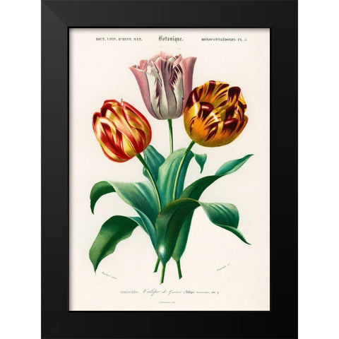 Didiers Tulip  Black Modern Wood Framed Art Print by D Orbigny, Charles Dessalines