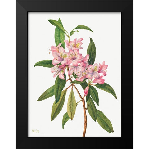 Rose Bay Rhododendron-1932 Black Modern Wood Framed Art Print by Walcott, Mary Vaux