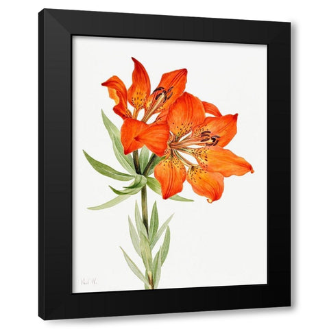 Red Lily-1923 Black Modern Wood Framed Art Print by Walcott, Mary Vaux