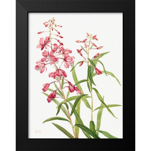 Fireweed-1902 Black Modern Wood Framed Art Print by Walcott, Mary Vaux