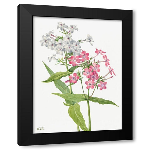 Perennial Phlox Black Modern Wood Framed Art Print by Walcott, Mary Vaux