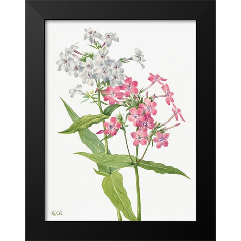 Perennial Phlox Black Modern Wood Framed Art Print by Walcott, Mary Vaux