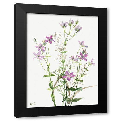 Sabbalia angularis-1880 Black Modern Wood Framed Art Print by Walcott, Mary Vaux