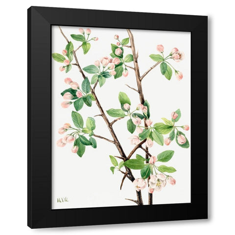 Wild Sweet Crab-1920 Black Modern Wood Framed Art Print by Walcott, Mary Vaux